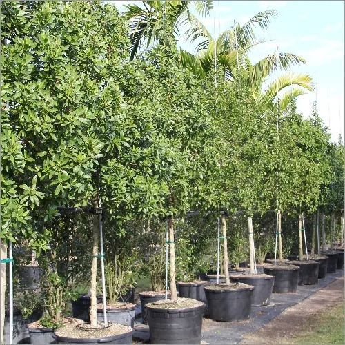 roadside trees