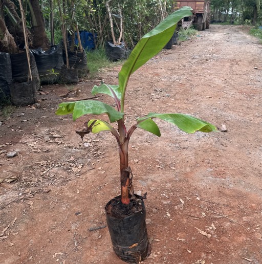 Banana