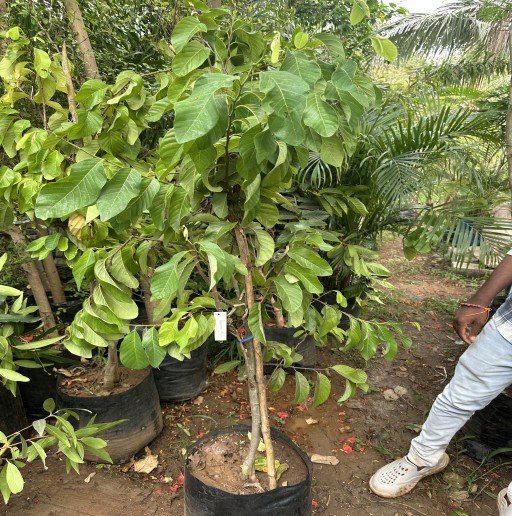 Hanuman Fruit
