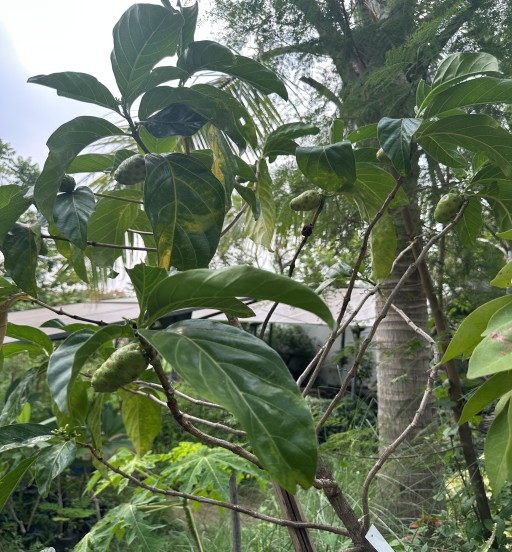 Indian Mulberry