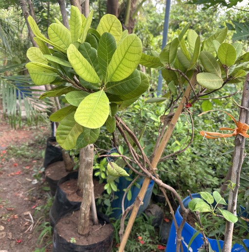 Kaju
