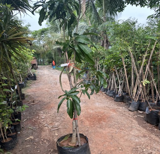 Kotapali Mango