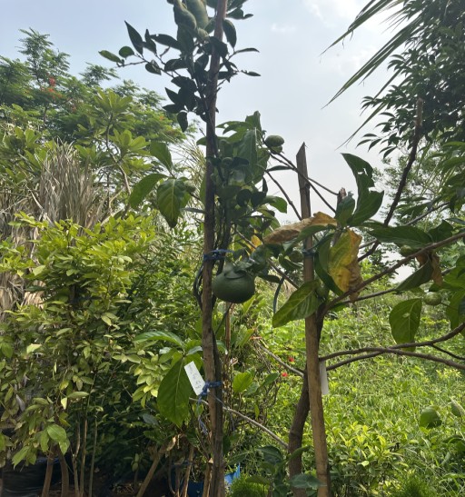 Mosambi