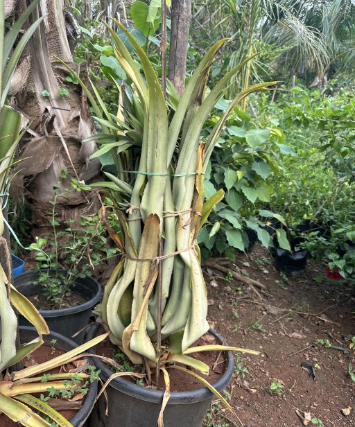 Pineapple
