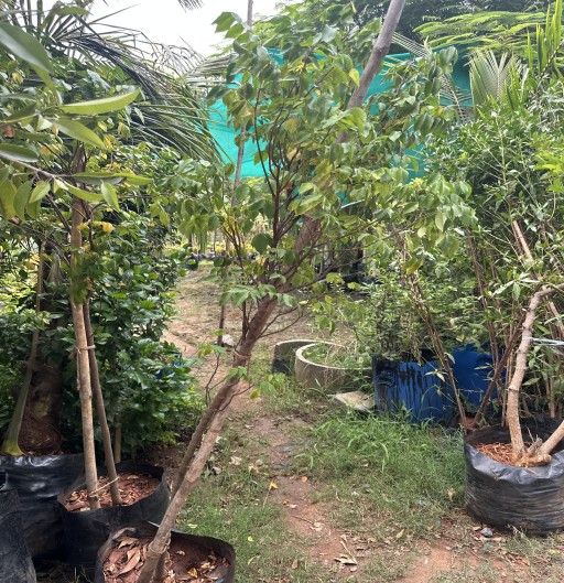 Star Fruit