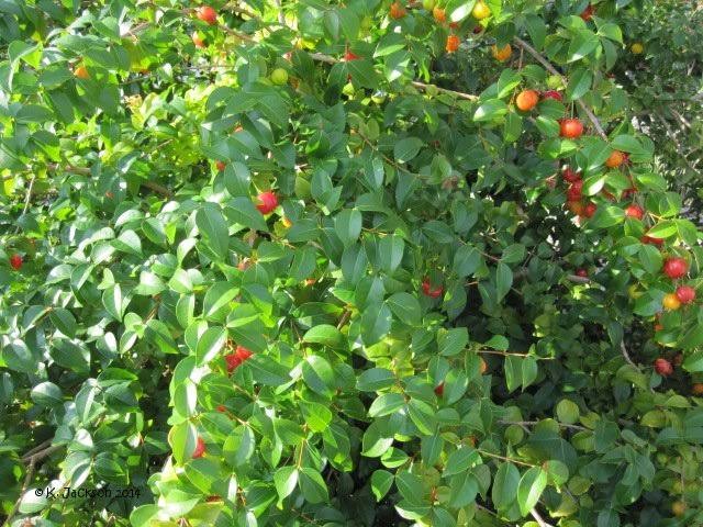 Surinam Cherry