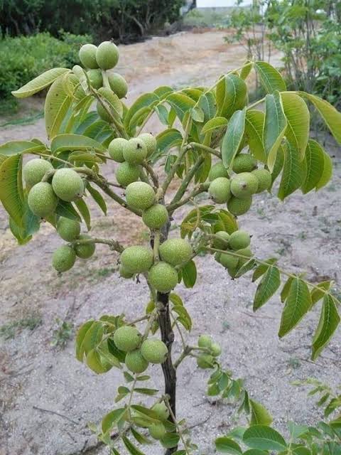Walnut
