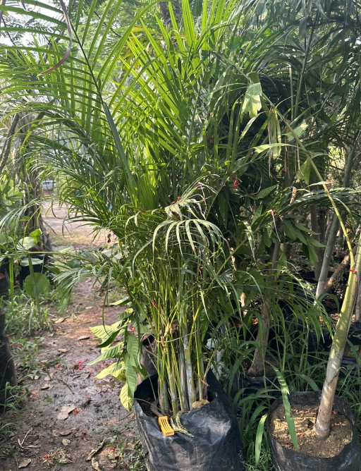Areca Palm