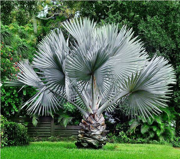 Bismaricka Palm