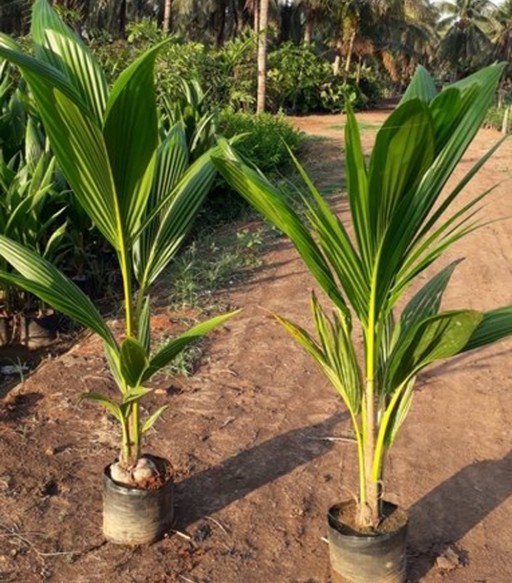 Coconut Palm