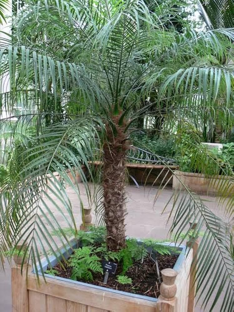 Date Palm