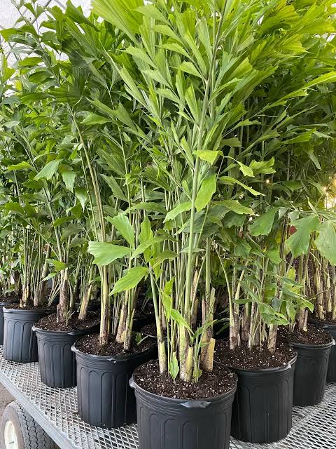Fishtail Palm