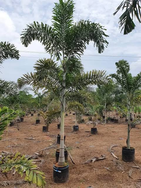 Foxtail Palm