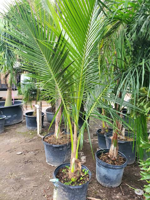 Queen Palm