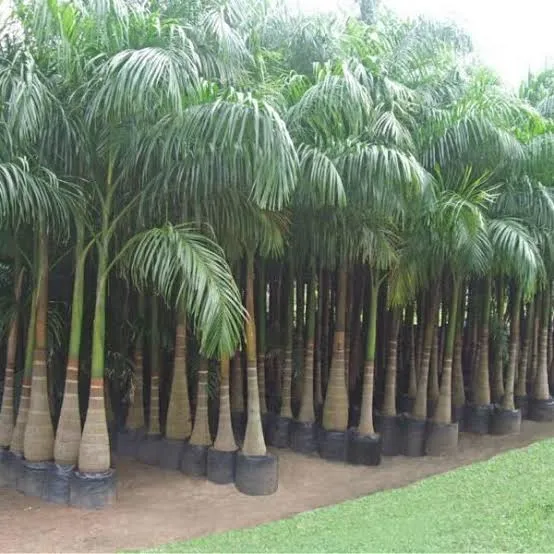 palm trees