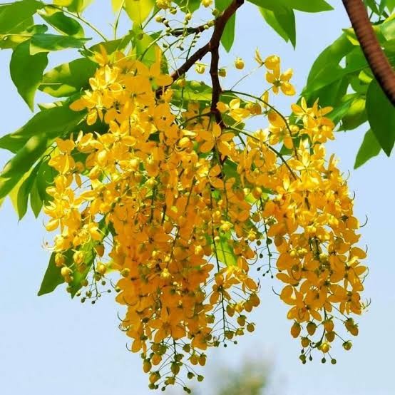 Amaltas