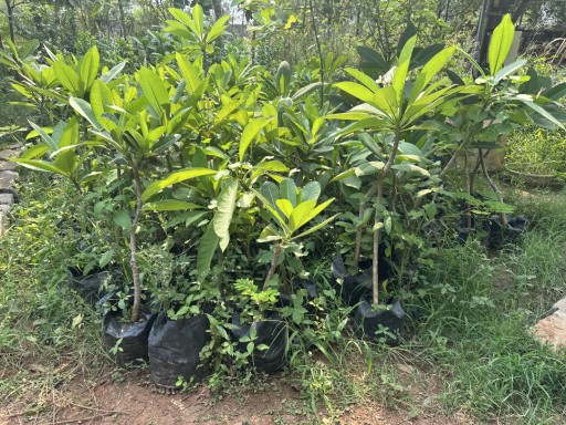 Champa
