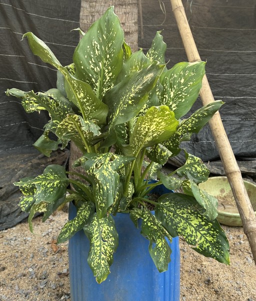 Chinese Evergreen Aglaonema Plant
