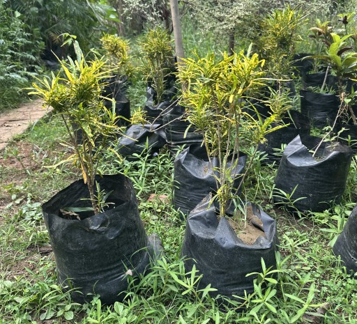 Codiaeum Varigatum