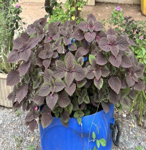 Coleus