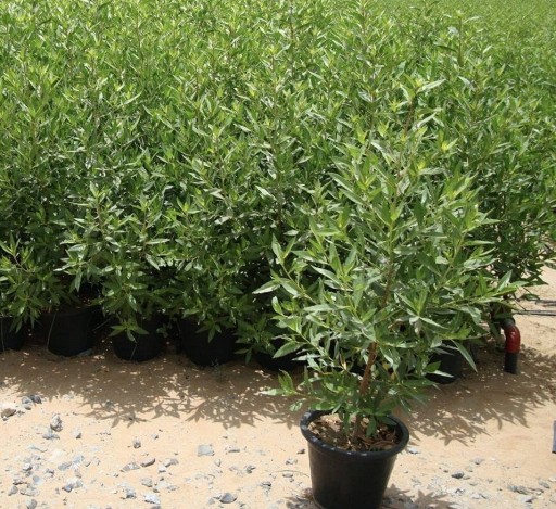 Conocarpus