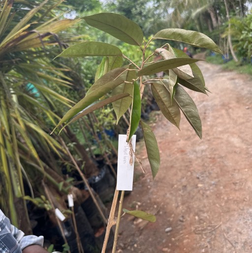Durian