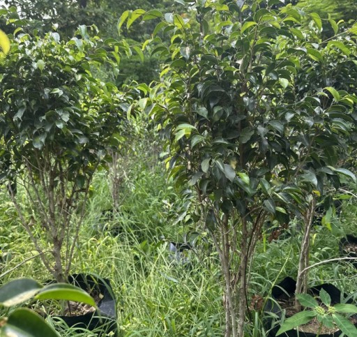 Ficus