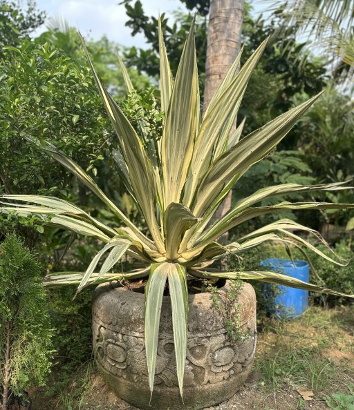 Furcraea Foetida
