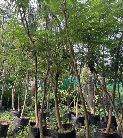 Gulmohar