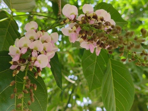 Karanj