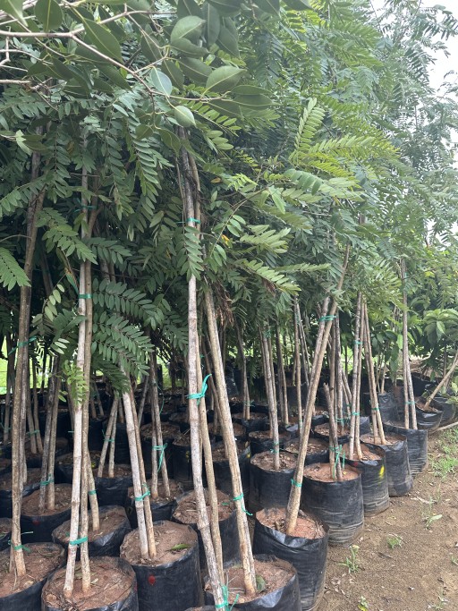 Lagerstromeia