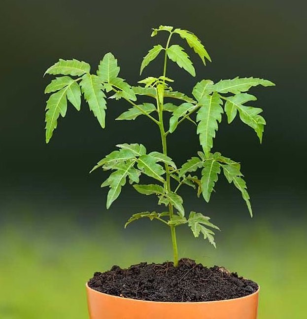 Neem