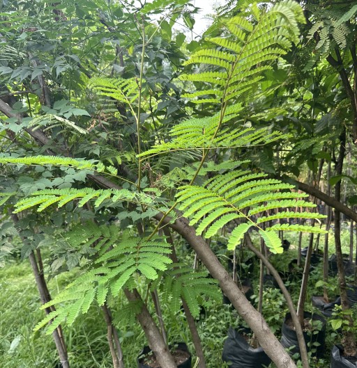 Pelta Farm