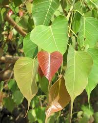 Pipal