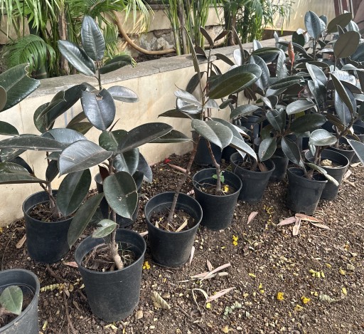 Rubber Plant