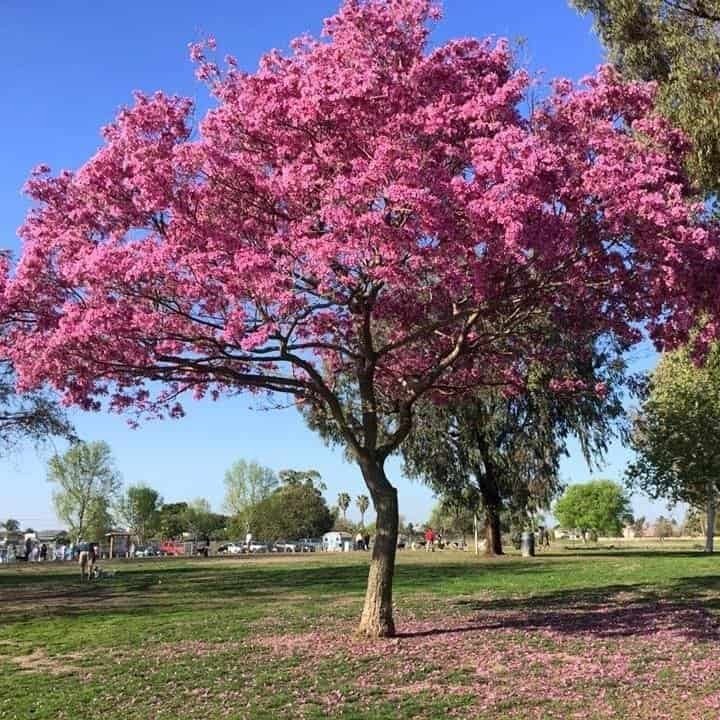 Tabebuia Rosea