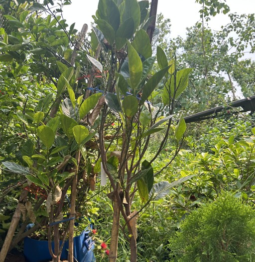 Thai Khatahal