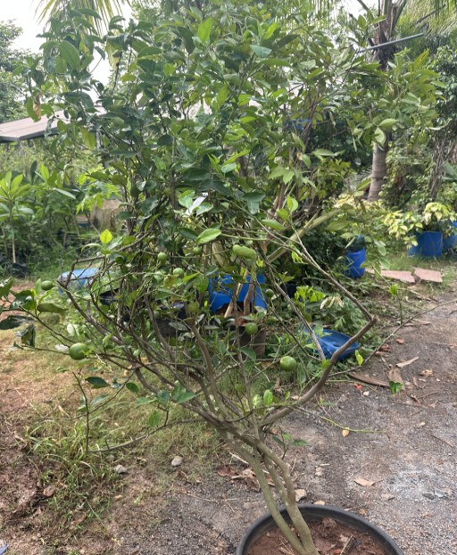 Thai Lemon