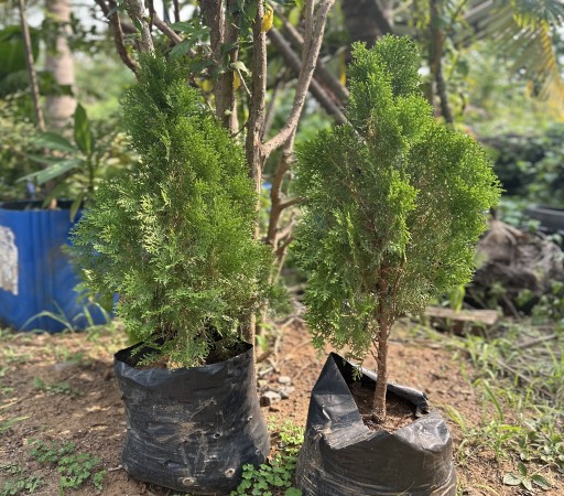 Thuja