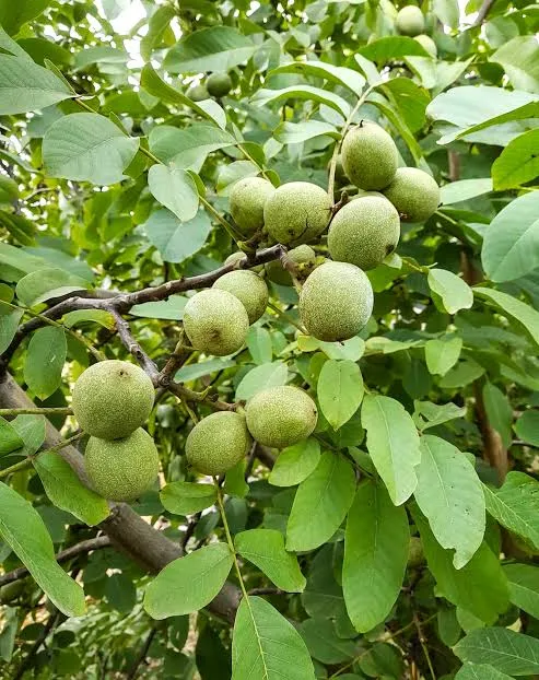 fruits